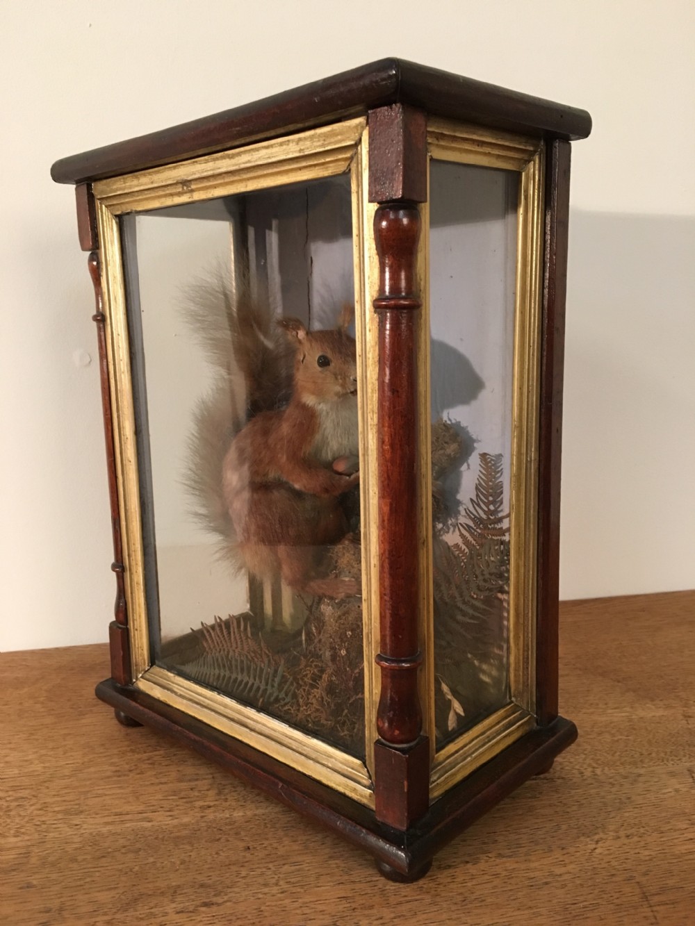 Taxidermy squirrel  View IX