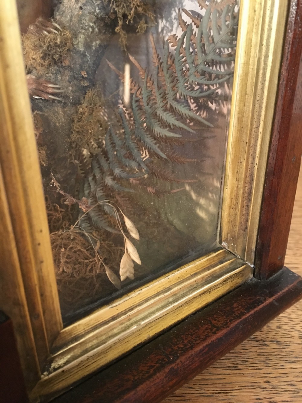 Taxidermy squirrel  View XI