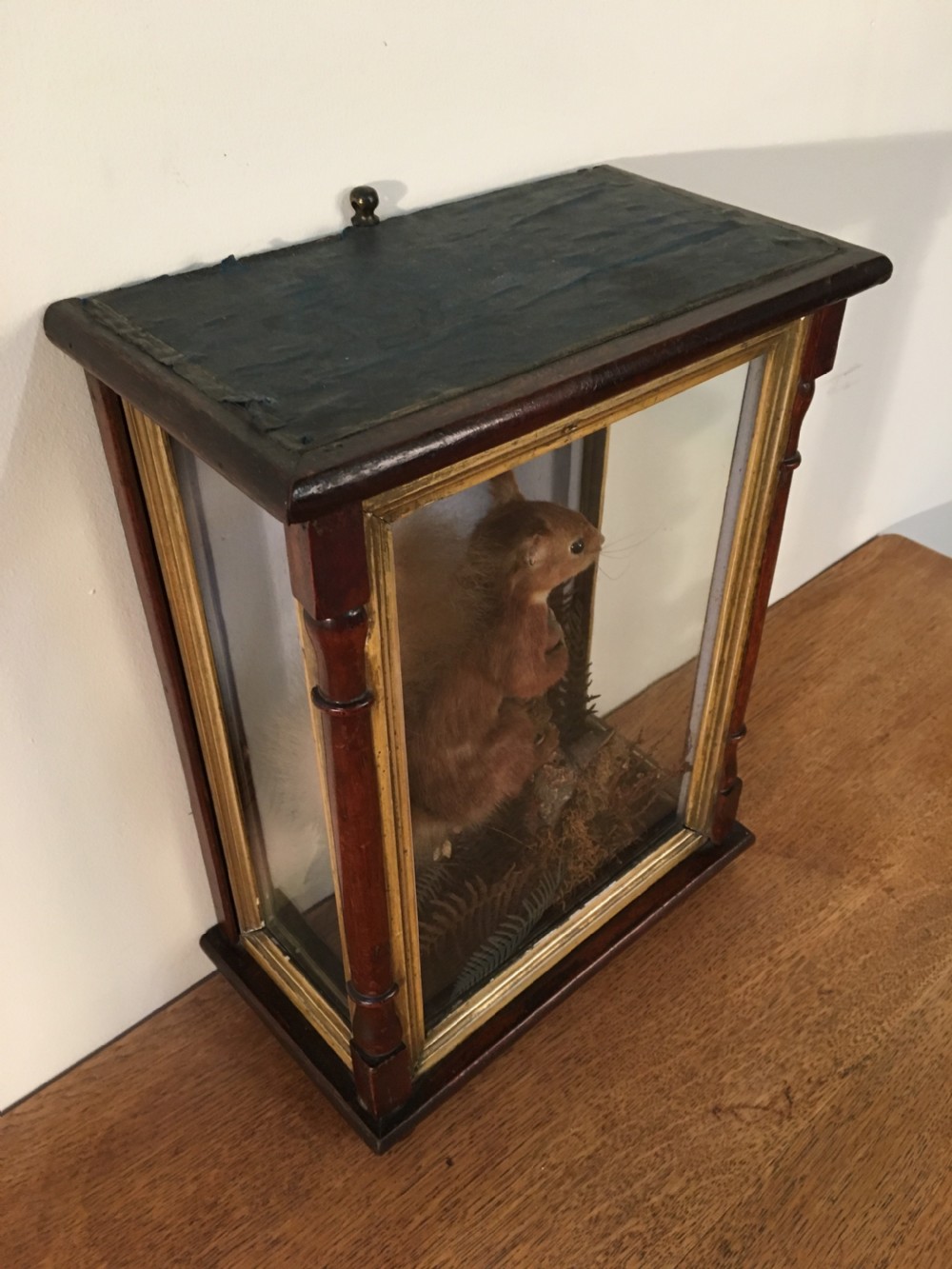 Taxidermy squirrel  View XII
