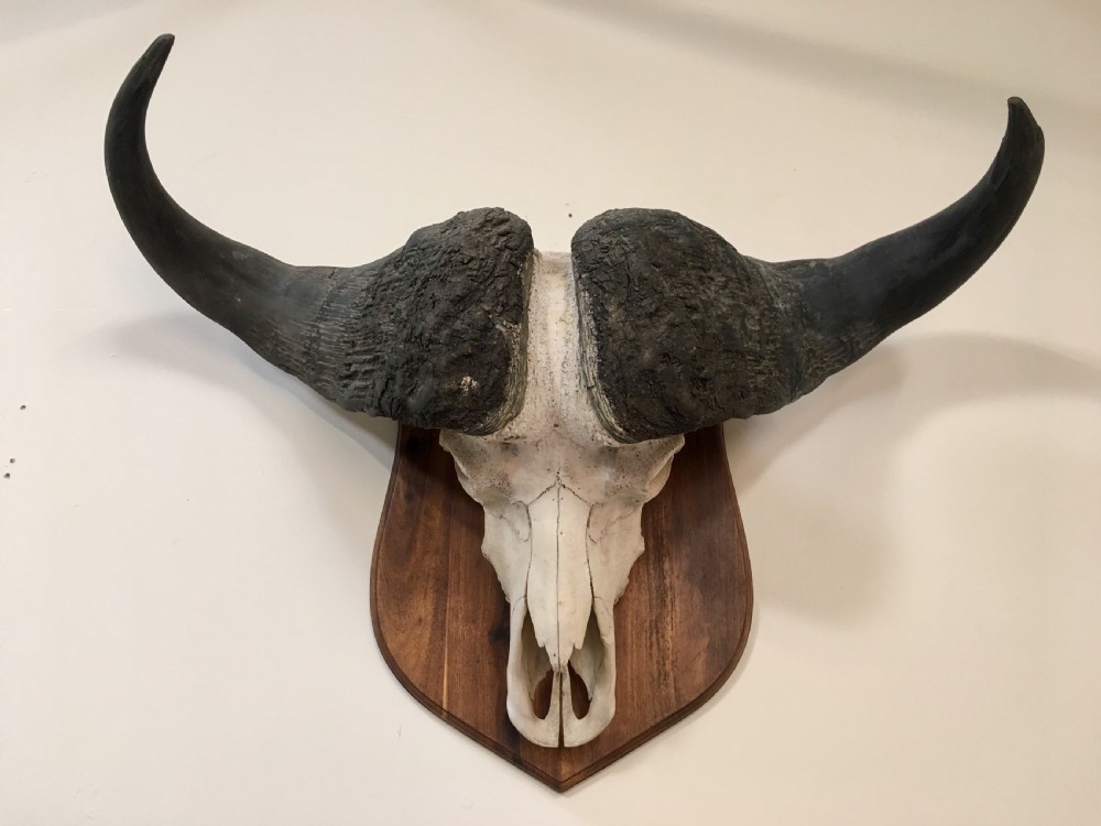 Huge decorative buffalo head