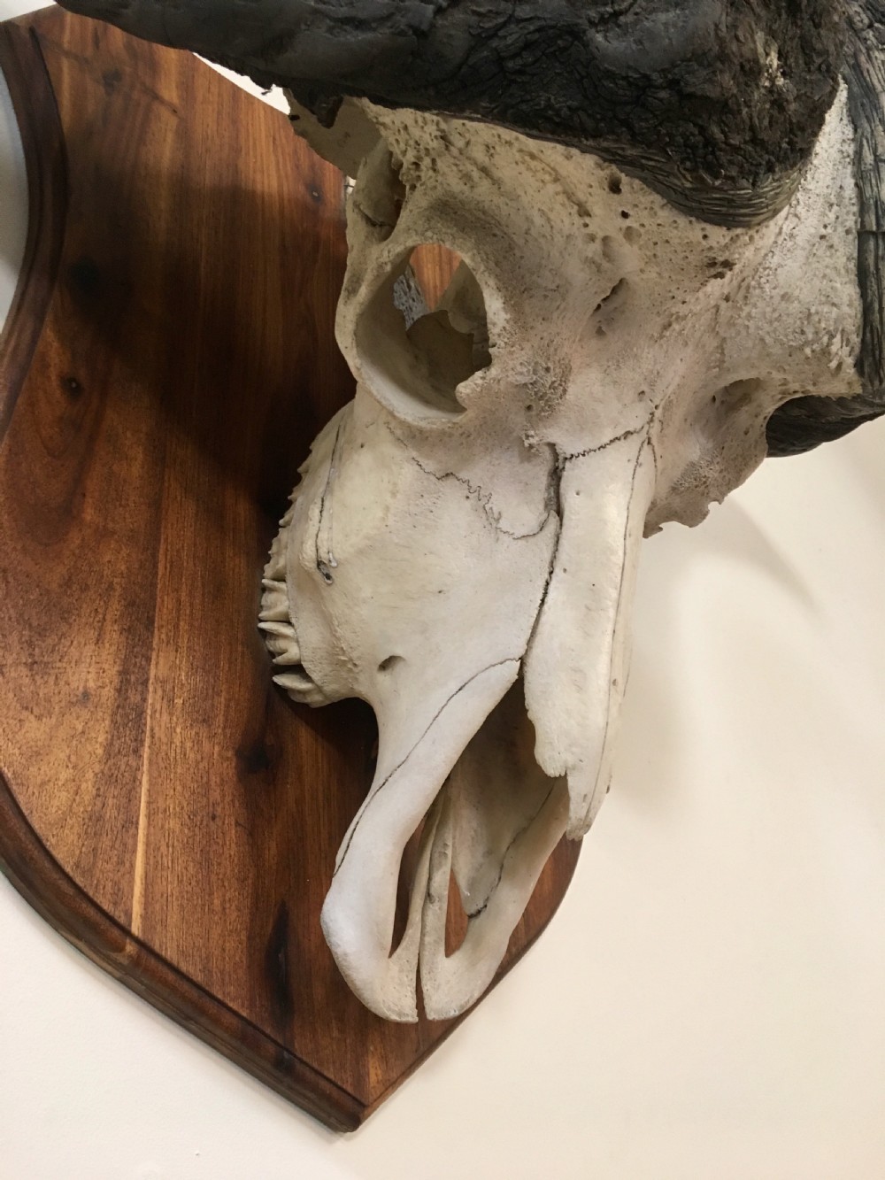 Huge decorative buffalo head View V