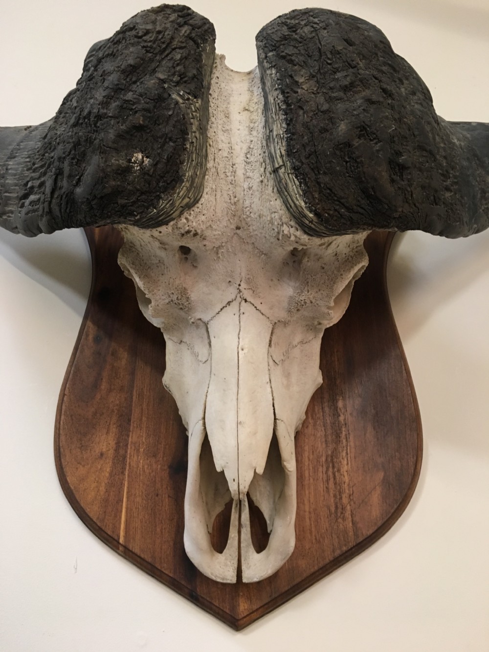 Huge decorative buffalo head View VI