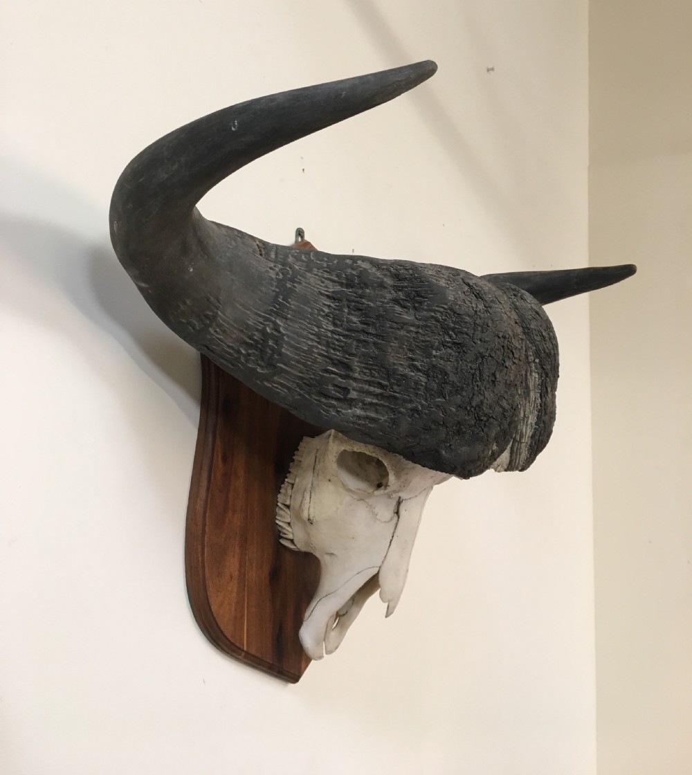 Huge decorative buffalo head View VII