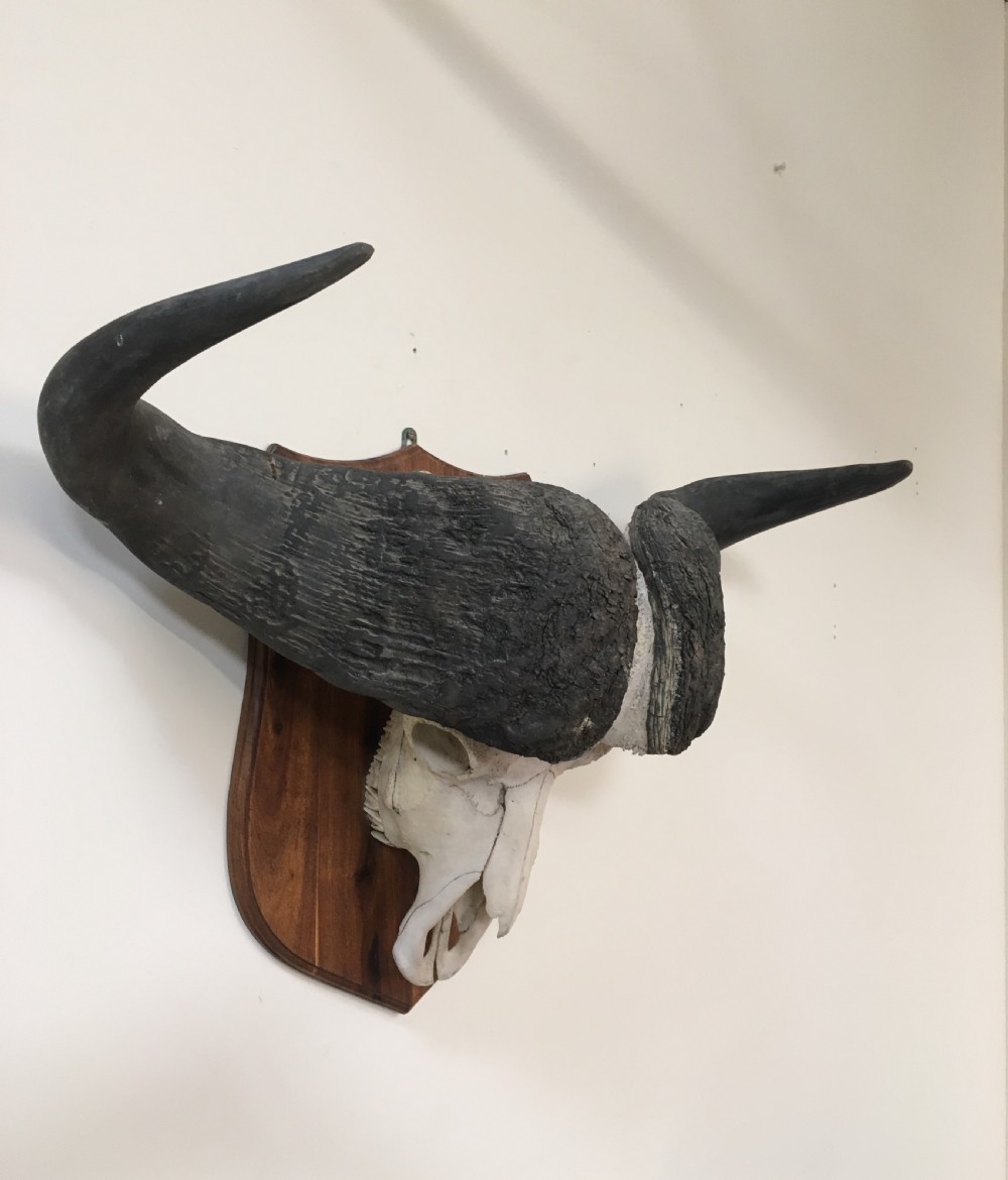 Huge decorative buffalo head View VIII