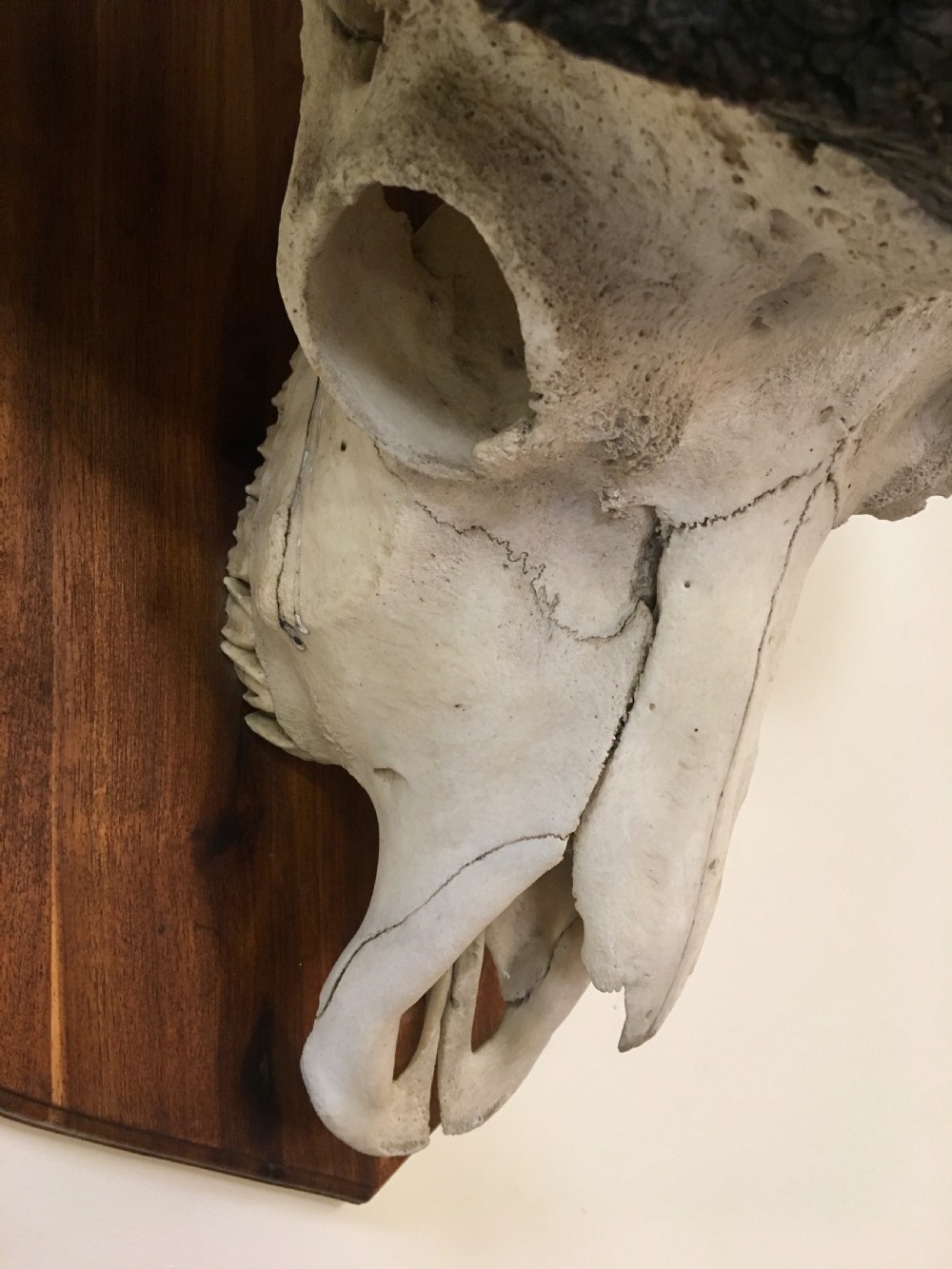 Huge decorative buffalo head View IX