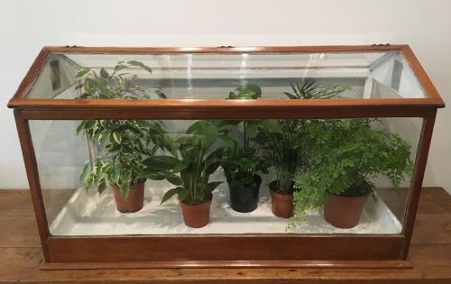 Large Antique Mahogany Framed Glass Terrarium