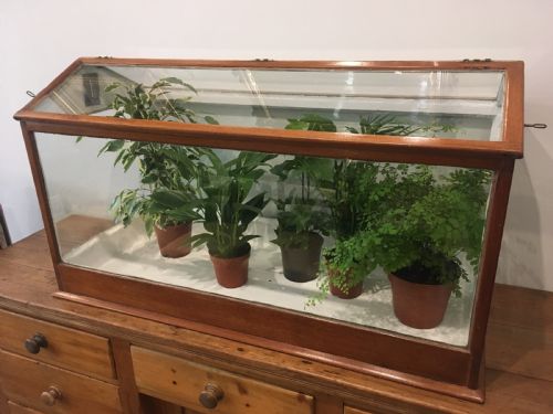fig 1. Large Antique Mahogany Framed Glass Terrarium