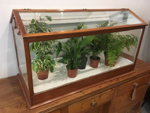 fig 2. Large Antique Mahogany Framed Glass Terrarium