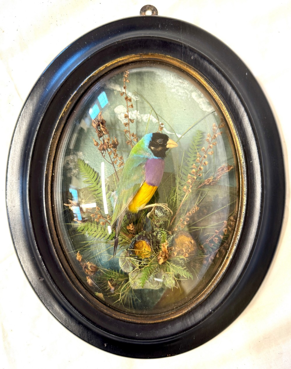 Beautiful Antique Unusual Wall Hanging Taxidermy Of A Gouldian Finch By Lewis Hutton Bristol 1877