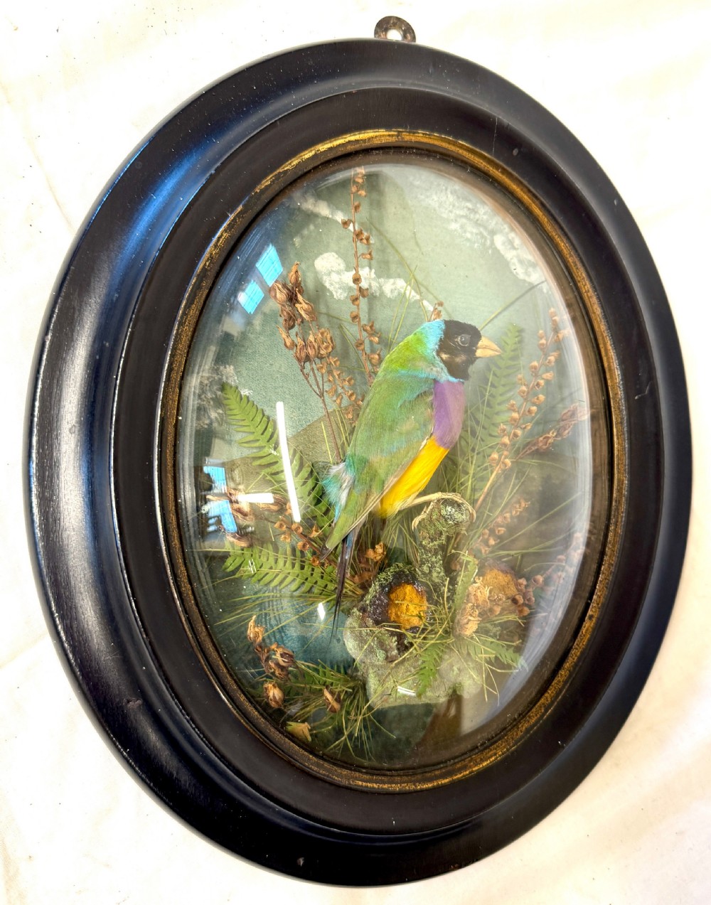 Beautiful Antique Unusual Wall Hanging Taxidermy Of A Gouldian Finch By Lewis Hutton Bristol 1877 View II
