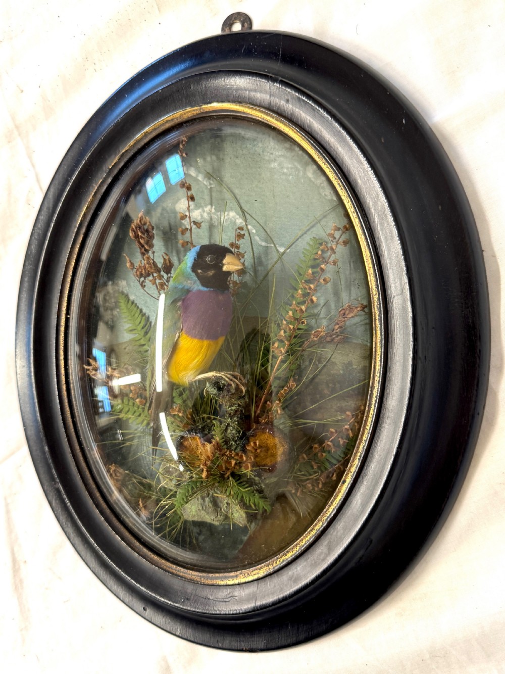Beautiful Antique Unusual Wall Hanging Taxidermy Of A Gouldian Finch By Lewis Hutton Bristol 1877 View III