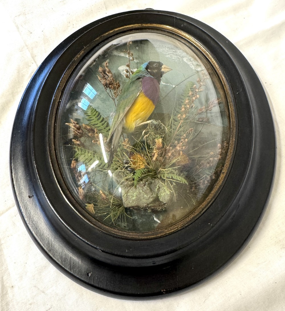 Beautiful Antique Unusual Wall Hanging Taxidermy Of A Gouldian Finch By Lewis Hutton Bristol 1877 View VI