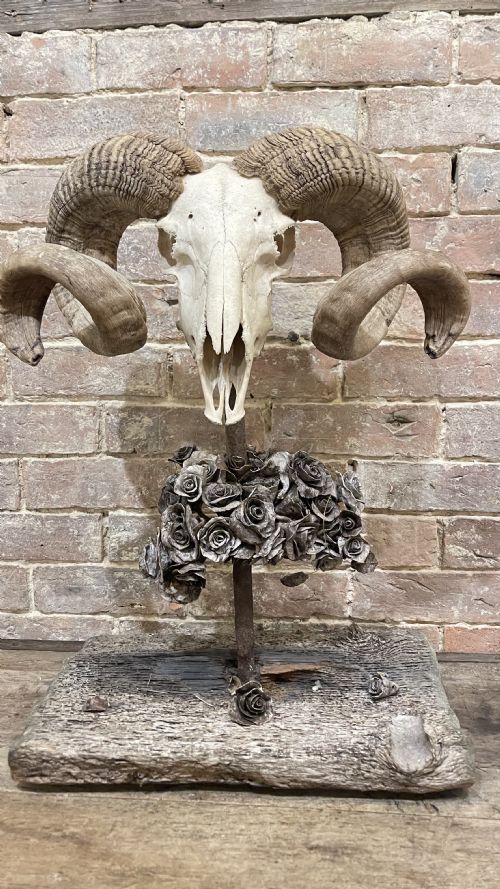 RAMS SCULL SCULPTURE ON STAND - ADDITIONAL PHOTO 1