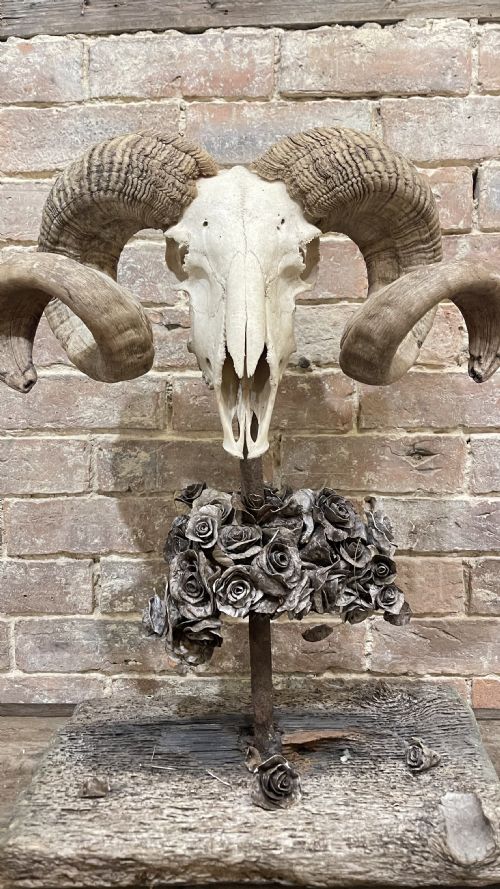 RAMS SCULL SCULPTURE ON STAND - ADDITIONAL PHOTO 2