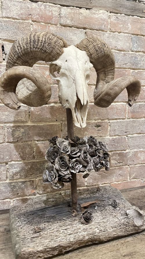 RAMS SCULL SCULPTURE ON STAND - ADDITIONAL PHOTO 3