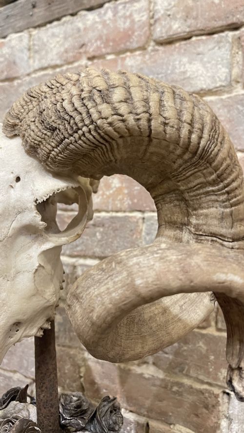RAMS SCULL SCULPTURE ON STAND - ADDITIONAL PHOTO 5
