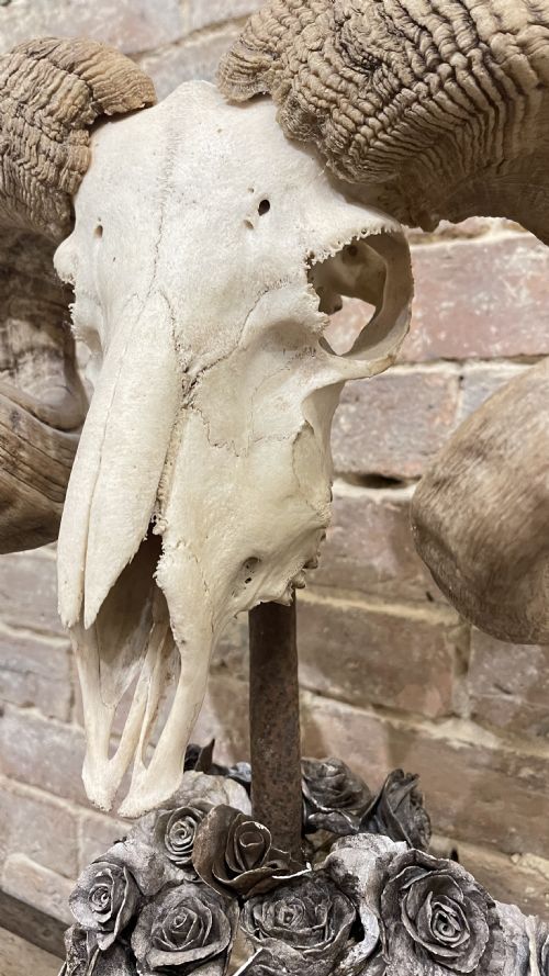 RAMS SCULL SCULPTURE ON STAND - ADDITIONAL PHOTO 6