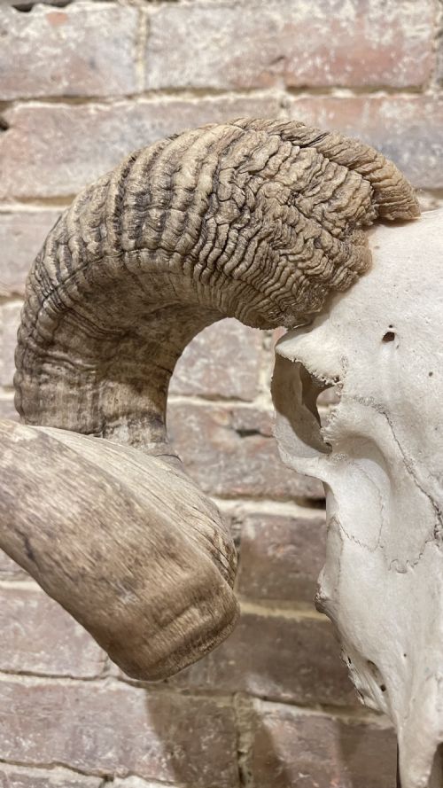 RAMS SCULL SCULPTURE ON STAND - ADDITIONAL PHOTO 7