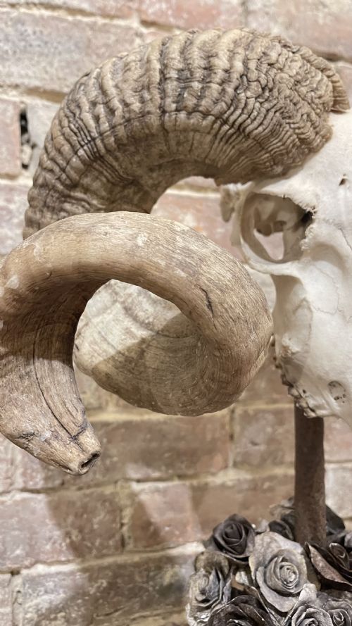 RAMS SCULL SCULPTURE ON STAND - ADDITIONAL PHOTO 8
