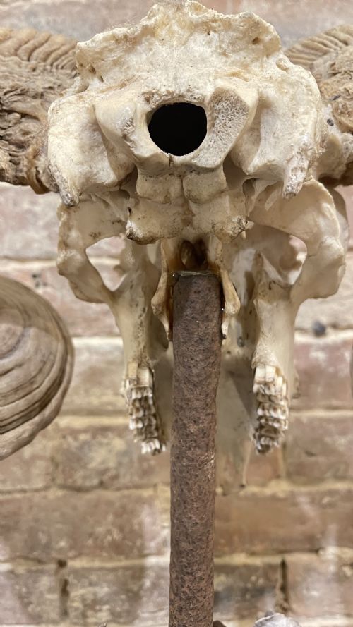 RAMS SCULL SCULPTURE ON STAND - ADDITIONAL PHOTO 14
