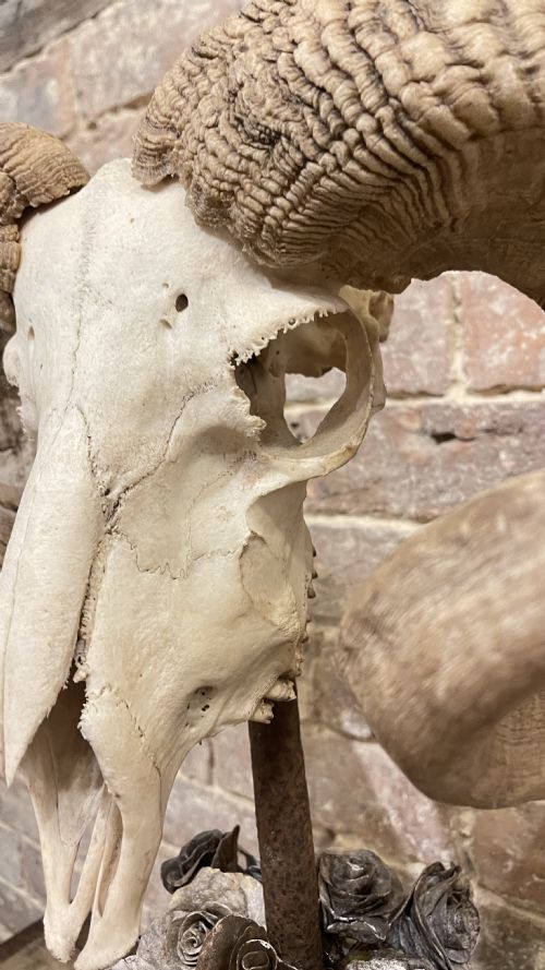 RAMS SCULL SCULPTURE ON STAND - ADDITIONAL PHOTO 16
