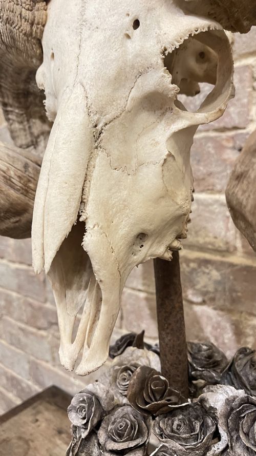 RAMS SCULL SCULPTURE ON STAND - ADDITIONAL PHOTO 17