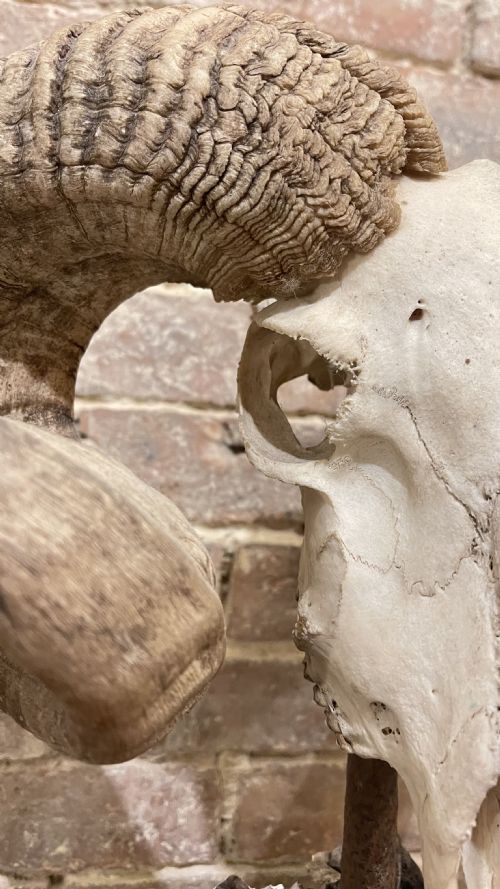 RAMS SCULL SCULPTURE ON STAND - ADDITIONAL PHOTO 18