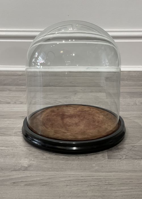 Victorian Glass Specimen Dome on Ebonised Base
