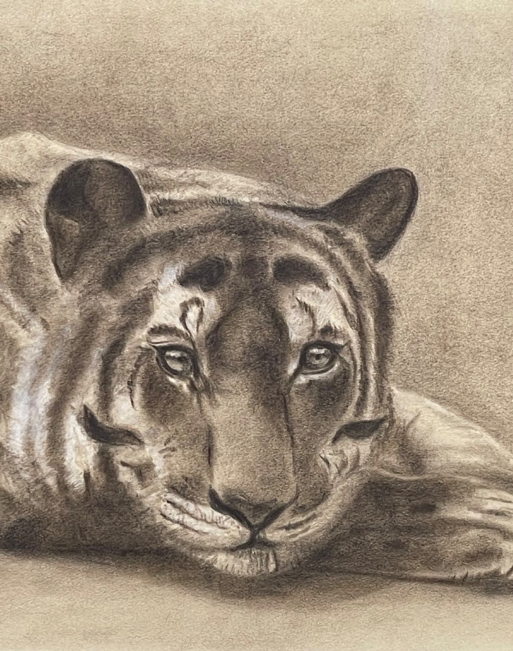 Edwardian Pencil Study of a Tiger by Kathleen Corfield 1901 View II