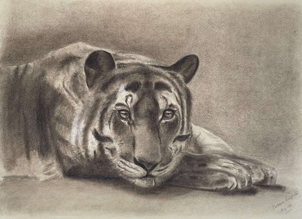 Edwardian Pencil Study of a Tiger by Kathleen Corfield 1901 View V