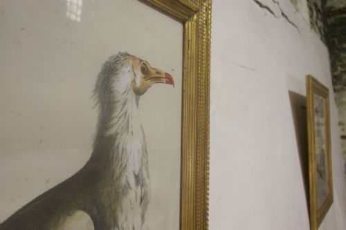 FOUR 19TH CENTURY LITHOGRAPH PLATE 'THE NATURALIST ATLAS' BY H V HIRT PAINTING GILT FRAMES - ADDITIONAL PHOTO 2