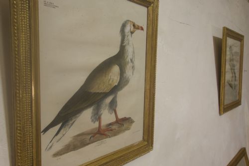 FOUR 19TH CENTURY LITHOGRAPH PLATE 'THE NATURALIST ATLAS' BY H V HIRT PAINTING GILT FRAMES - ADDITIONAL PHOTO 3