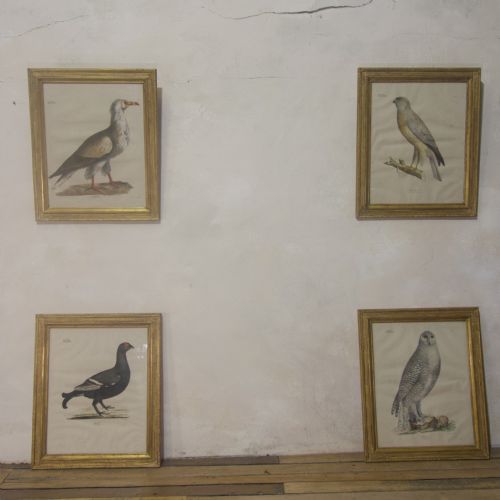 FOUR 19TH CENTURY LITHOGRAPH PLATE 'THE NATURALIST ATLAS' BY H V HIRT PAINTING GILT FRAMES - ADDITIONAL PHOTO 4