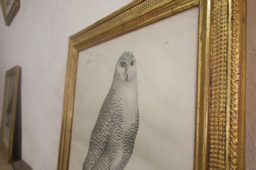 FOUR 19TH CENTURY LITHOGRAPH PLATE 'THE NATURALIST ATLAS' BY H V HIRT PAINTING GILT FRAMES - ADDITIONAL PHOTO 6