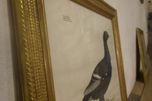 FOUR 19TH CENTURY LITHOGRAPH PLATE 'THE NATURALIST ATLAS' BY H V HIRT PAINTING GILT FRAMES - ADDITIONAL PHOTO 7