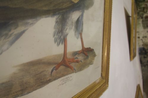 FOUR 19TH CENTURY LITHOGRAPH PLATE 'THE NATURALIST ATLAS' BY H V HIRT PAINTING GILT FRAMES - ADDITIONAL PHOTO 8