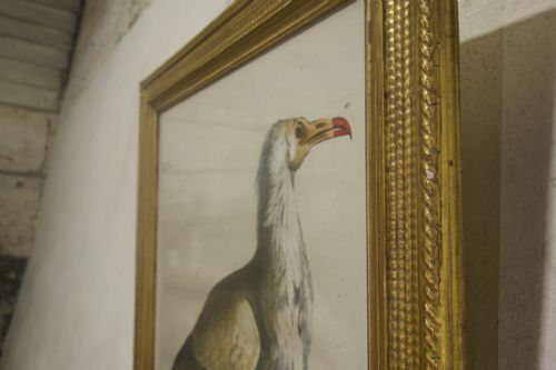 FOUR 19TH CENTURY LITHOGRAPH PLATE 'THE NATURALIST ATLAS' BY H V HIRT PAINTING GILT FRAMES - ADDITIONAL PHOTO 9