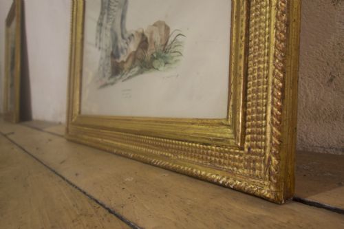 FOUR 19TH CENTURY LITHOGRAPH PLATE 'THE NATURALIST ATLAS' BY H V HIRT PAINTING GILT FRAMES - ADDITIONAL PHOTO 10