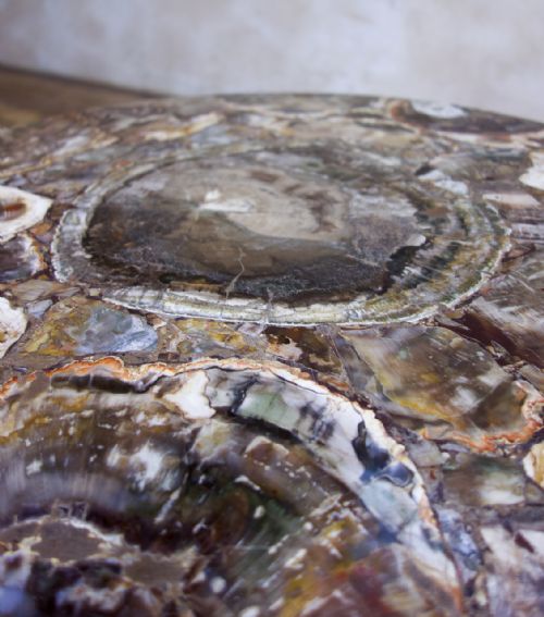 A 19TH CENTURY SMALL CIRCULAR WALNUT PETRIFIED WOOD LOW COFFEE TABLE FOSSIL - ADDITIONAL PHOTO 4