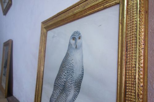 A SET OF FOUR 19TH CENTURY LITHOGRAPH PLATE DRAWINGS 'THE NATURALIST ATLAS' BY H V HIRT PAINTING - ADDITIONAL PHOTO 4