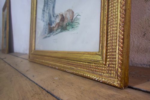 A SET OF FOUR 19TH CENTURY LITHOGRAPH PLATE DRAWINGS 'THE NATURALIST ATLAS' BY H V HIRT PAINTING - ADDITIONAL PHOTO 2