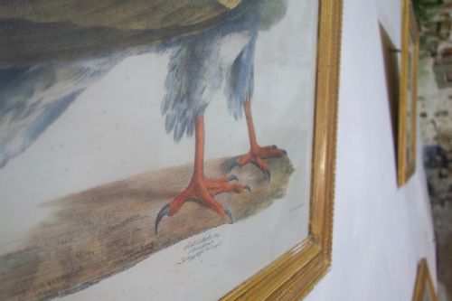 A SET OF FOUR 19TH CENTURY LITHOGRAPH PLATE DRAWINGS 'THE NATURALIST ATLAS' BY H V HIRT PAINTING - ADDITIONAL PHOTO 5