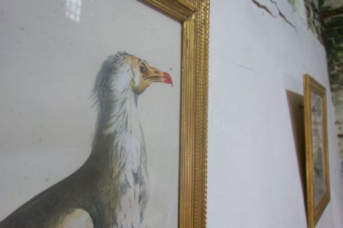 A SET OF FOUR 19TH CENTURY LITHOGRAPH PLATE DRAWINGS 'THE NATURALIST ATLAS' BY H V HIRT PAINTING - ADDITIONAL PHOTO 6