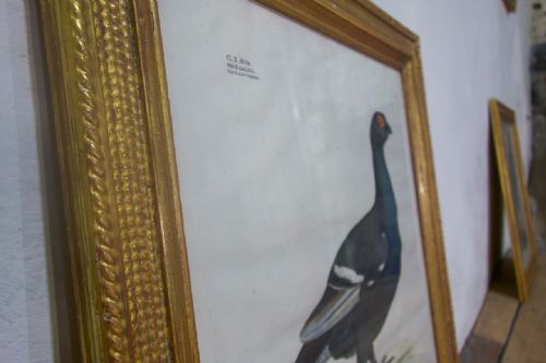 A SET OF FOUR 19TH CENTURY LITHOGRAPH PLATE DRAWINGS 'THE NATURALIST ATLAS' BY H V HIRT PAINTING - ADDITIONAL PHOTO 7