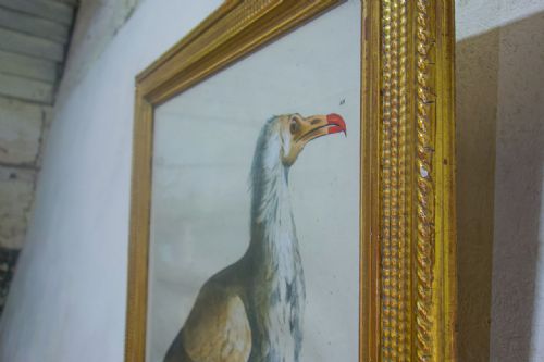 A SET OF FOUR 19TH CENTURY LITHOGRAPH PLATE DRAWINGS 'THE NATURALIST ATLAS' BY H V HIRT PAINTING - ADDITIONAL PHOTO 8