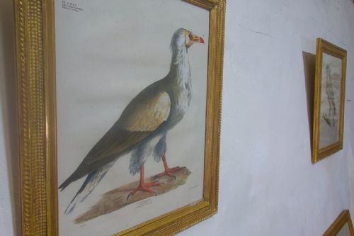 A SET OF FOUR 19TH CENTURY LITHOGRAPH PLATE DRAWINGS 'THE NATURALIST ATLAS' BY H V HIRT PAINTING - ADDITIONAL PHOTO 9