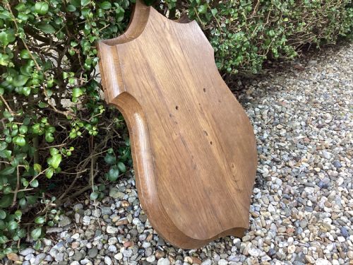 ANTIQUE OAK TAXIDERMY SHIELD - ADDITIONAL PHOTO 2