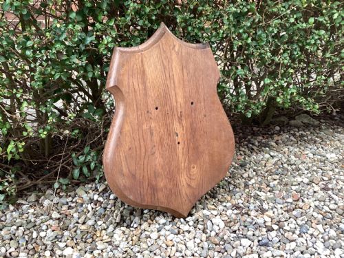 ANTIQUE OAK TAXIDERMY SHIELD - ADDITIONAL PHOTO 4