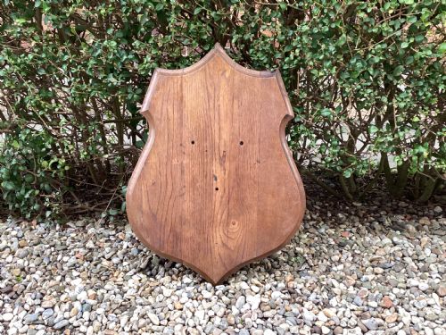 ANTIQUE OAK TAXIDERMY SHIELD - ADDITIONAL PHOTO 5