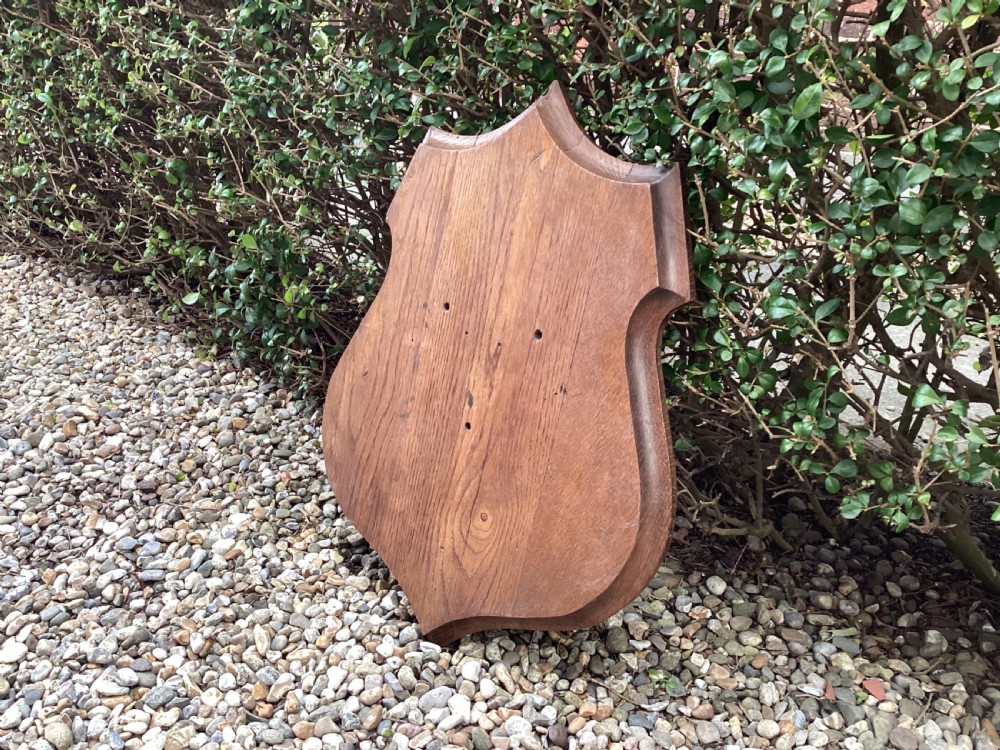 Antique oak taxidermy shield  View IV